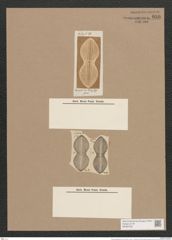 Navicula diplosticta Grun. (de-Toni-Nr.: Genus 1, Species 279) Zeichnungen Sammlung Grunow Nr. 636 (NHMW-BOT-W0367002)